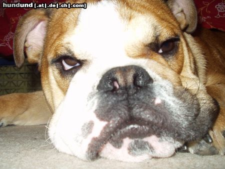 Bulldog Hunde Foto 17596 Bulldog maan...ich bin doch sooooo müüüüdeeee...