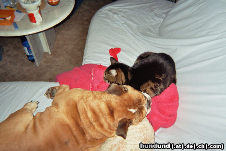 Bulldog Hunde Foto 26147 in höherer Auflösung ansehen Bulldog Henry hat nen Kater
