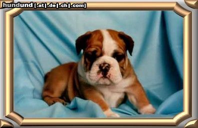 Bulldog Hunde Foto 3519 Bulldog IVO