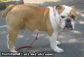 Bulldog Hunde Foto 4832 Bulldog