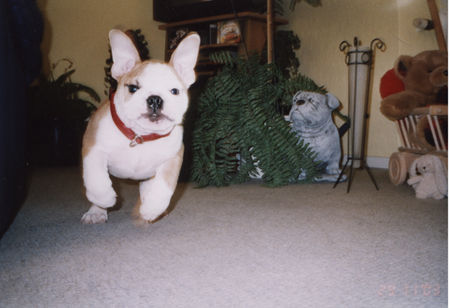 Bulldog Hunde Foto 35489 Bulldog kann fasst fliegen