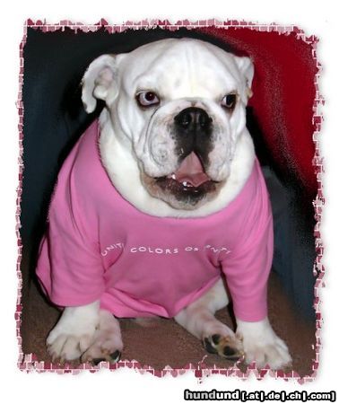 Bulldog Hunde Foto 10897 Bulldog