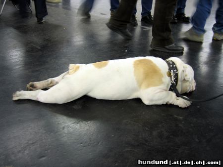 Bulldog Hunde Foto 9690 Bulldog Buldogge relaxt bei der IHA Graz 2004