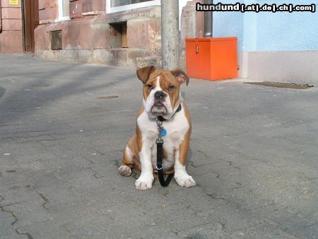 Bulldog Hunde Foto 20168 Bulldog butch an seinem ersten warmen sonnentag...