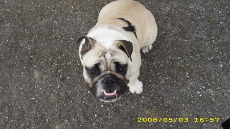 Bulldog Hunde Foto 42263 Bulldog Warum alle sagen Mops zu mir...ich bin doch Paula ?