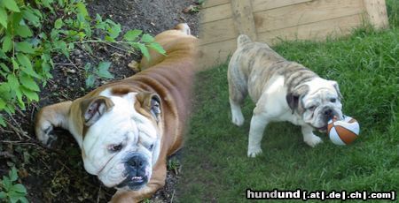 Bulldog Hunde Foto 12848 Bulldog PEPPER & WHOOPY