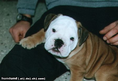 Bulldog Hunde Foto 10214 Bulldog Pepper 8 wochen