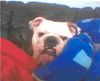 Bulldog Foto: Ötzi morgens beim aufstehen *gg* süß oder!? :D (ID 17463) Bulldog Hund