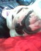 Bulldog Foto: Das ist ötzi beim schlafen :D (ID 17417) Bulldog Hund