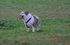 Bulldog Foto: Ach bin ich müde (ID 26297) Bulldog Hund