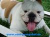 Bulldog Foto: Charlottte vom Georgshof (ID 21358) Bulldog Hund
