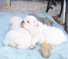 Bulldog Foto: wir sind auch noch da (ID 46426) Bulldog Hund