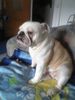 Bulldog Foto: betty (ID 22443) Bulldog Hund
