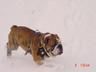 Bulldog Foto: winter ist schööööön! (ID 21708) Bulldog Hund