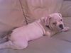 Bulldog Foto: Dollar (ID 30419) Bulldog Hund