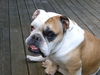 Bulldog Hund