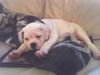 Bulldog Foto: Dollar (ID 30420) Bulldog Hund