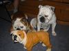 Bulldog Foto: HMMM...ist der Echt? (ID 12853) Bulldog Hund