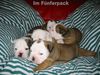 Bulldog Foto: Whoppy & Pepper's Welpen (ID 15120) Bulldog Hund