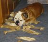 Bulldog Foto: sind alle nicht lecker.... (ID 12854) Bulldog Hund