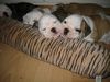 Bulldog Foto: Züchter R.Schuda (ID 10570) Bulldog Hund