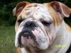 Bulldog Foto: lu am see (ID 35488) Bulldog Hund