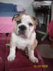 Bulldog Hund