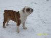 Bulldog Foto: Homer mit 9 Monaten im Schnee (ID 43535) Bulldog Hund