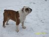 Bulldog Hund