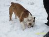 Bulldog Foto: Homer Spielt im Schnee (ID 43536) Bulldog Hund