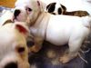 Bulldog Foto (ID 33872) Bulldog Hund