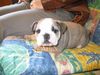 Bulldog Foto: Orpheus, 6 Wochen (ID 6683) Bulldog Hund