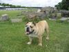 Bulldog Foto: Evil Big Jim von den Braveheart Bulldogs (ID 12666) Bulldog Hund