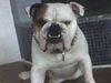 Bulldog Foto: MAJSA GYONGYE INTELLIGENT (ID 39045) Bulldog Hund