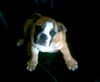Bulldog Foto (ID 4507) Bulldog Hund