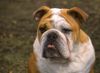 Bulldog Foto: Vorsicht! Ich habe schlechte Laune ;-) (ID 15369) Bulldog Hund