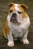 Bulldog Foto: Vorsicht! Ich habe schlechte Laune ;-) (ID 15371) Bulldog Hund