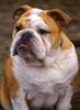 Bulldog Foto: Englische Bulldogge (ID 15372) Bulldog Hund