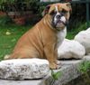 Bulldog Foto: Rosie (ID 5505) Bulldog Hund