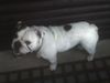 Bulldog Foto: OLI (ID 39069) Bulldog Hund