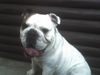Bulldog Foto: MAJSA GYONGYE INTELLIGENT (ID 39046) Bulldog Hund