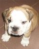 Bulldog Hund