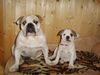 Bulldog Foto: Unser einjähriges Mädchen (ID 34203) Bulldog Hund