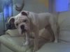 Bulldog Foto: Dollar (ID 30418) Bulldog Hund