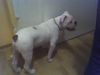 Bulldog Foto: Dollar (ID 30421) Bulldog Hund