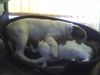 Bulldog Foto: OLIVER UND JIMMY (ID 39047) Bulldog Hund