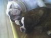 Bulldog Foto: OLIVER UND WOODY BOX DOLLY (ID 39048) Bulldog Hund