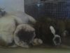 Bulldog Foto: OLIVER UND WOODY BOX DOLLY (ID 39049) Bulldog Hund