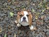 Bulldog Foto: Pasha (ID 16552) Bulldog Hund