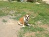Bulldog Foto: Ivo der Dicke (ID 4397) Bulldog Hund